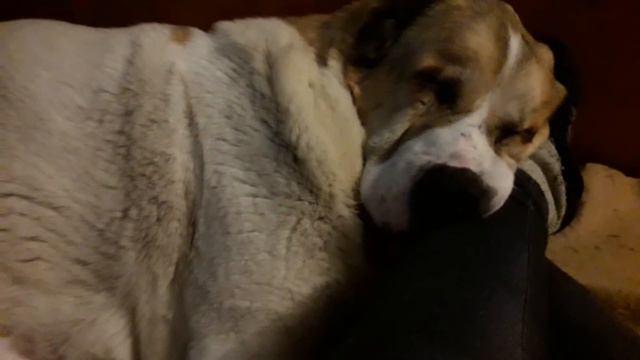 Принимаем роды , полное доверие хозяйке ! смотреть онлайн