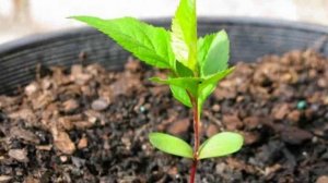 Буквально из косточки! Большой урожай – сочная черешня дома: легкие лайфхаки. Знать всем!