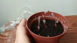 Оксалис кислица (Деппе Айрон Кросс) проросли луковицы