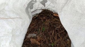 Осенняя посадка сосны горной Pumilio