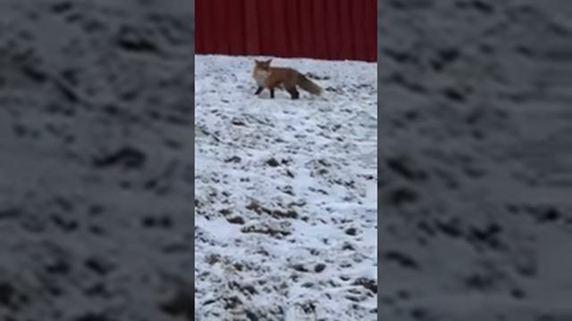 охота лисы зимой на мышей в Стокгольме/fox hunting for mice in Stockholm смотреть онлайн
