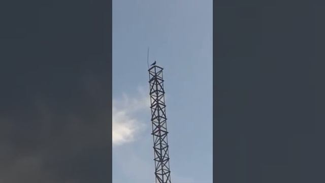 Ворона кричит : "АЛЛАХ " смотреть онлайн