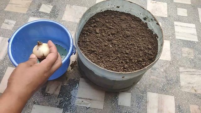 ? How to Grow and Care of Football Lily or Scadoxus Multiflorus at Home ( Summer Bulbs ) смотреть онлайн