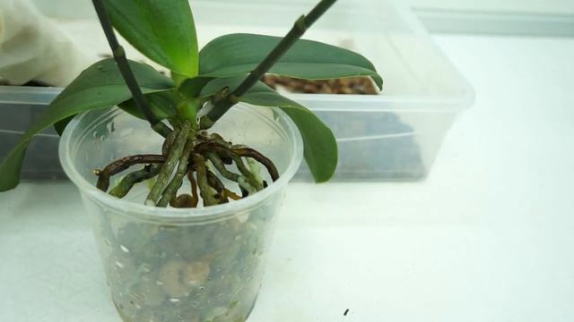 Фаленопсис "АЗИАТСКАЯ ИНТРИГА" из Castorama:,пересадка,РЕЗУЛЬТАТ.Орхидея Phal. Fangmei Sweet '1456' смотреть онлайн