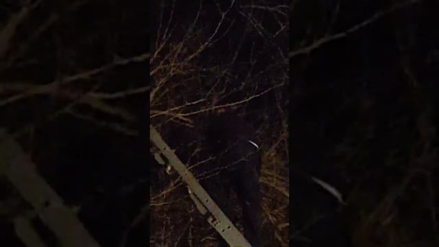 A must see. Local fireman rescues cat смотреть онлайн