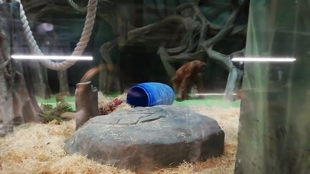 ОБЕЗЬЯНЫ ЕДЯТ И ЛАЗЯТ ПО ВЕТКАМ ?? смотреть онлайн