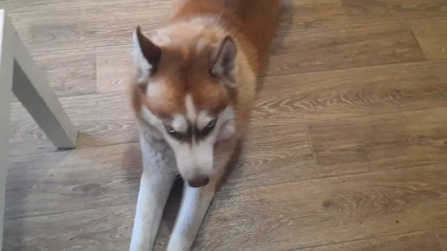 Воспитывает ЧУЖИХ ДЕТЕЙ. СКАНДАЛЬНЫЕ БАБЫ хаски Байкала смотреть онлайн