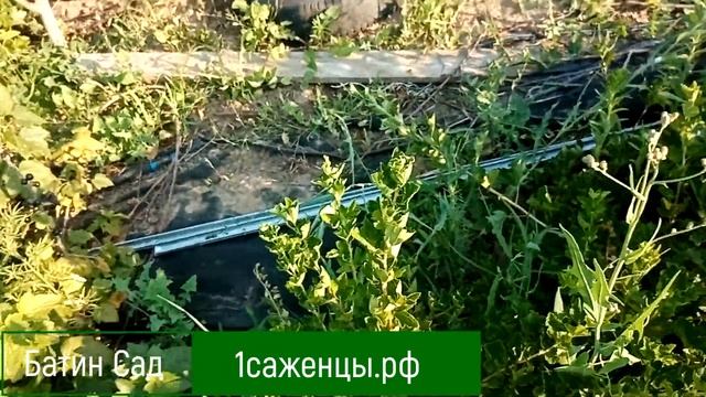 Крыжовник Колибри смотреть онлайн