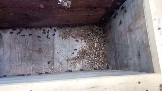Замена рамки и осмотр пчёл смотреть онлайн