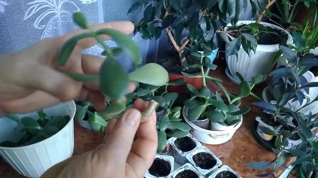 Размножаем толстянку (денежное дерево) черенками (часть 2)//We Plant The Cuttings Of The Fat Woman.