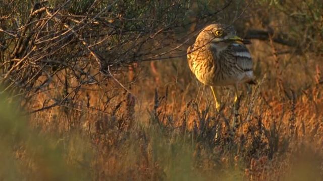 Авдотка (Burhinus Oedicnemus) | Film Studio Aves