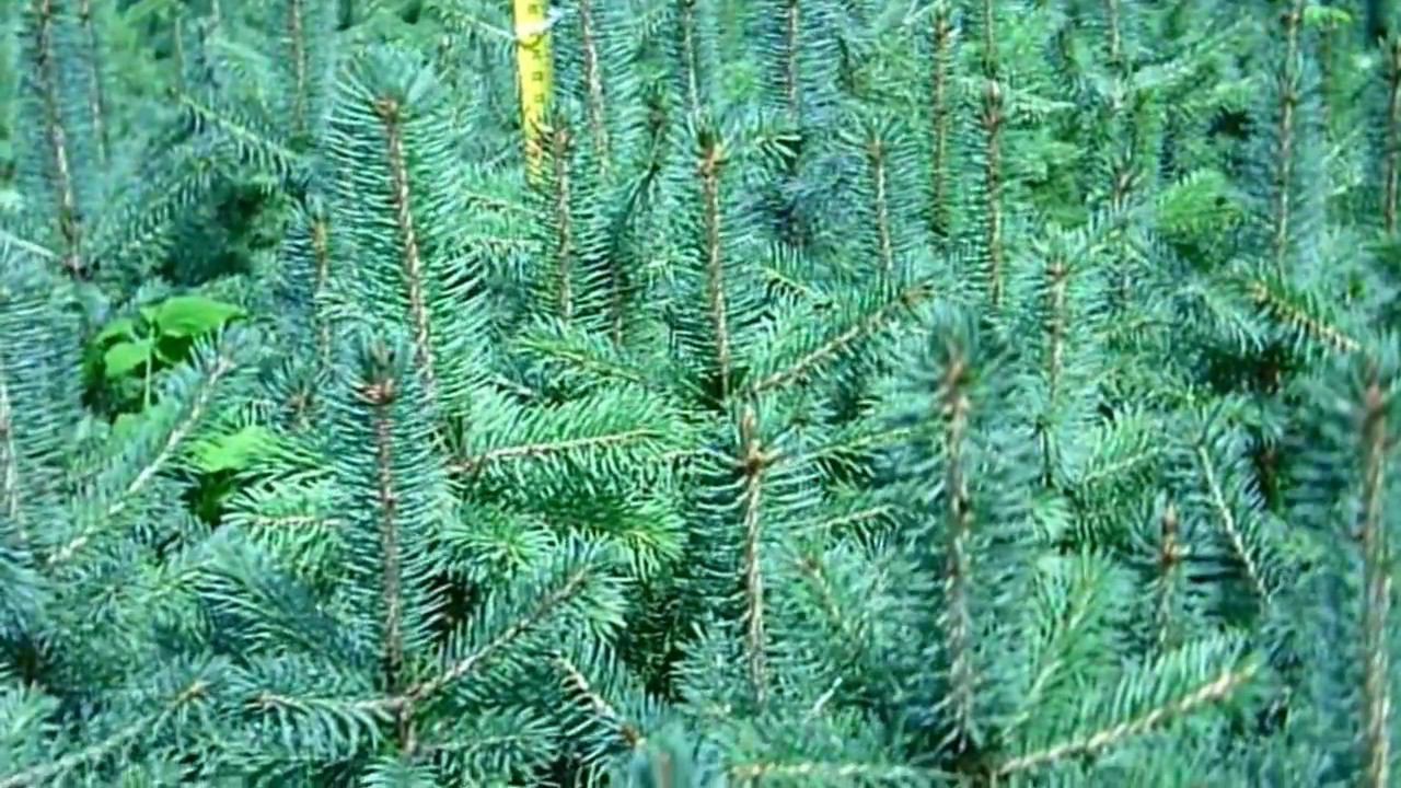 Ель колючая Глаука ф.голубая в возрасте 5 лет - 40-55 см. Саженцы ели смотреть онлайн