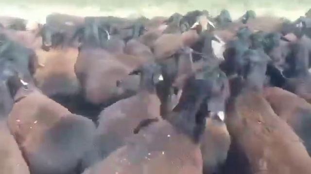 400 голов гиссарских кочкаров за 1кг живого веса 1300тг,Казыгурт,Кызылкия,+77029274868 смотреть онлайн