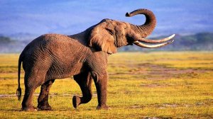 СЛОН ПРОТИВ НОСОРОГА КТО СИЛЬНЕЕ?