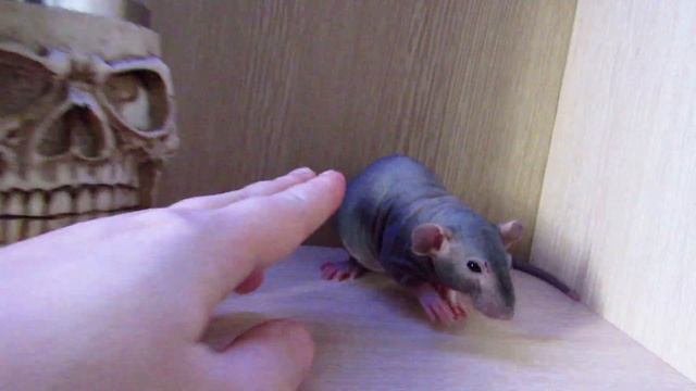 Чёрный сфинкс смотреть онлайн