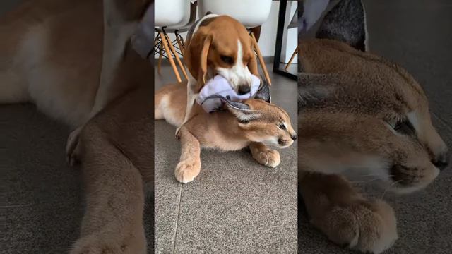 Dog Vs. Caracal - Roo The Caracal Is Annoyed At Bessie The Beagle!