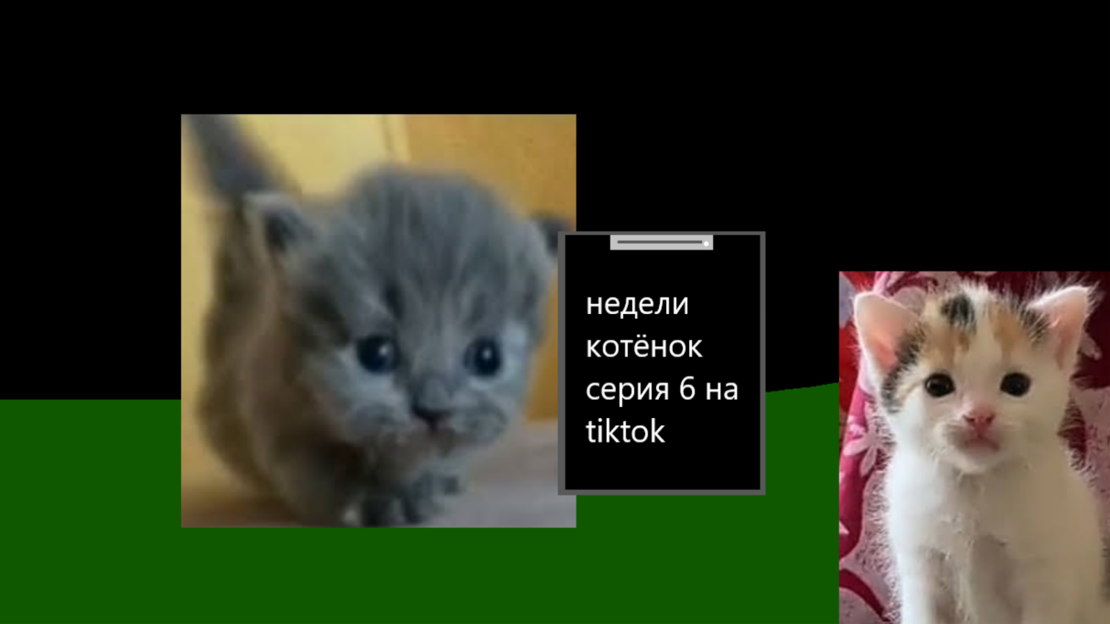 Недели котёнок серия 6 на tiktok смотреть онлайн