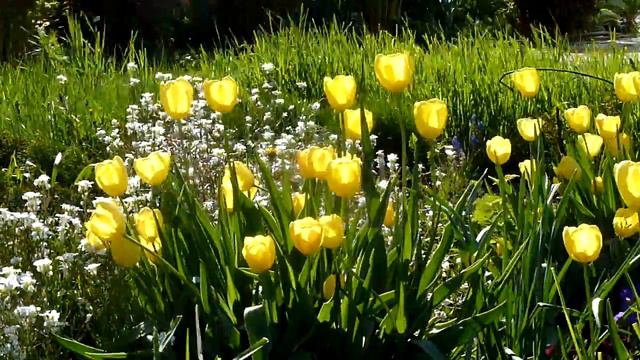 Весеннее цветение сада. Часть 2 смотреть онлайн