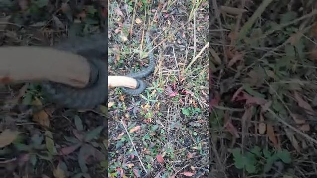 Гадюка степная.Пенза смотреть онлайн