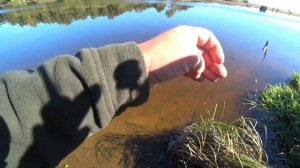 Пуля, грушка, джиг риг. Рыбалка на Чёрной речке.