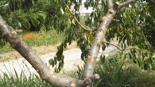 зеленка применение в саду смотреть онлайн