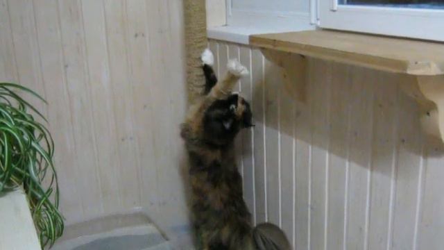 Привет от Евы # Кошка Мейн кун смотреть онлайн