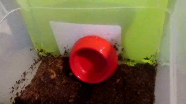 Мои виноградные улитки ( 1 видео)