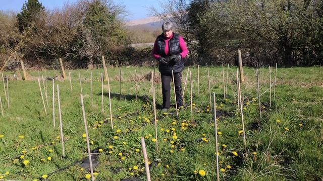 Shocking Mistake with Mulch in the Garden смотреть онлайн