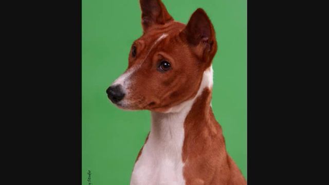 Все породы собак.Басенджи(Basenji) смотреть онлайн