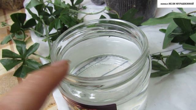 Укореняем черенки ПАСИФЛОРЫ.