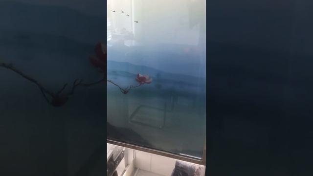 Смарт пленка прозрачная непрозрачная смотреть онлайн