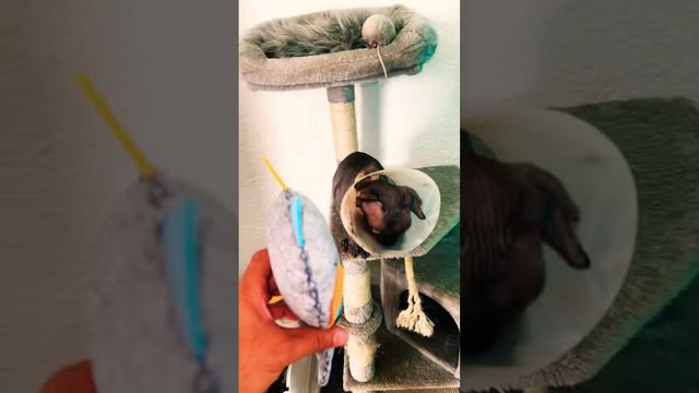 Знакомство кыци с подружкой смотреть онлайн