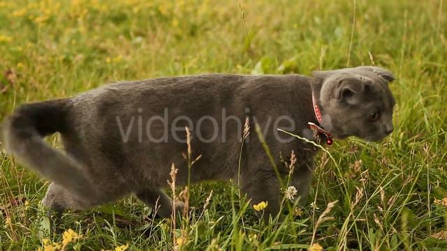 Scottish Fold cat and gray British cat walking on grass смотреть онлайн