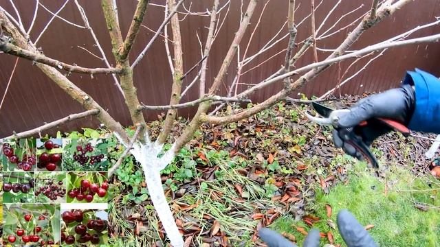 ОБРЕЗКА ВИШНИ ОСЕНЬЮ смотреть онлайн