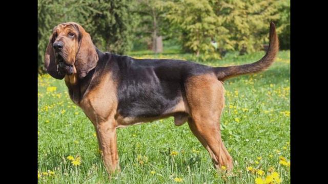 Blood hound Dog Price & Details ( Hindi) #dogpricelist #dog #doginformation #bloodhound смотреть онлайн
