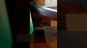 Как подключить nintendo switch и nintendo switch OLED к телевизору