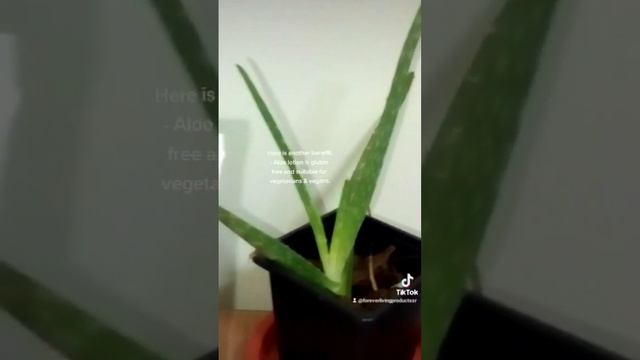 THE BEST BODY LOTION|| Benefits of aloe lotion part 6 of 6 смотреть онлайн