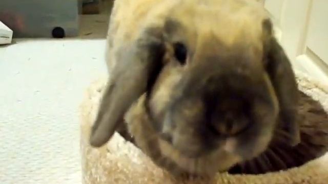 Hoppy on tower смотреть онлайн