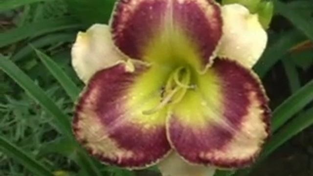 Лилейник daylily SOUTHERN DAZZLE смотреть онлайн