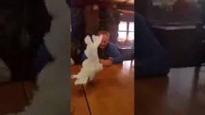 Попугай Какаду танцует под песню Деспасито