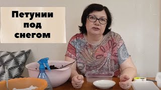 Петунии под снегом. смотреть онлайн