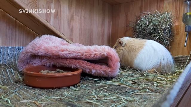 МОРСКАЯ СВИНКА ЗАСТРЯЛА В СЕННИКЕ! SvinkiShow смотреть онлайн