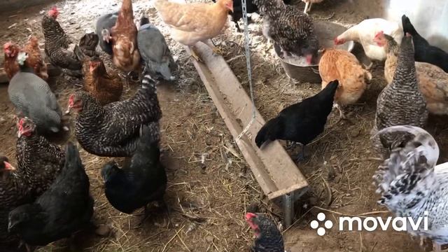 Как отпугнуть крыс и мышей от курятника. Яйцо молодок Борковской Барвистой ??? смотреть онлайн