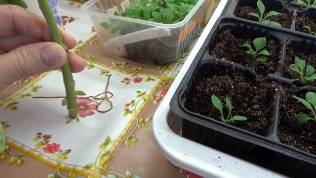 Медная проволока в огородничестве.