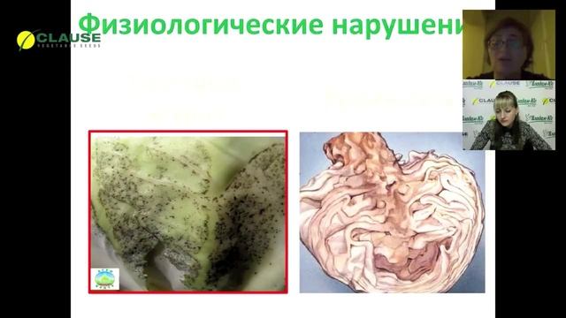 Хранение капусты: проблемы и решения. Агровебинар Владам-Юг смотреть онлайн