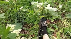 Кузбасс Калтан по грибы.