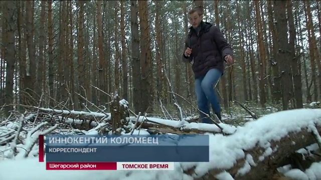 Департамент лесного хозяйства приступил к уборке лесных насаждений вдоль крупный магистралей смотреть онлайн