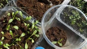 КАК МНЕ ВСЕ ТАКИ УДАЛОСЬ ВЫРАСТИТЬ КОХИЮ .  СУПЕР СПОСОБ