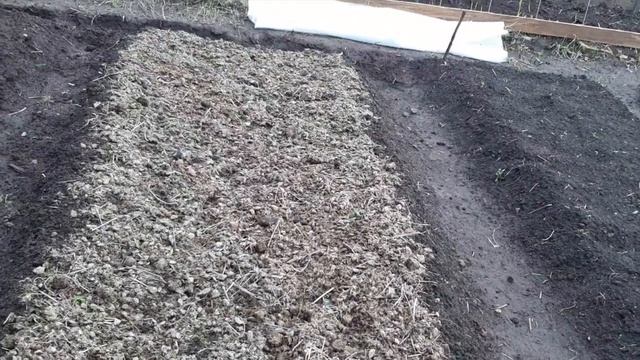 Посадка семейного лука, тыквы и чеснока. 2020 год.