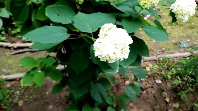 Гортензия древовидная, метельчатая Баттерфляй / Hydrangea arborescenss, paniculata Butterfly смотреть онлайн
